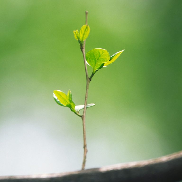 Servicios sostenibles y ecológicos con prácticas respetuosas con el medioambiente